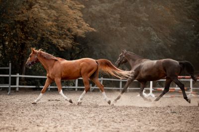 Horse Arena Building - Building Nitro, West Virginia